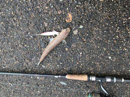 サゴシ狙い撃沈